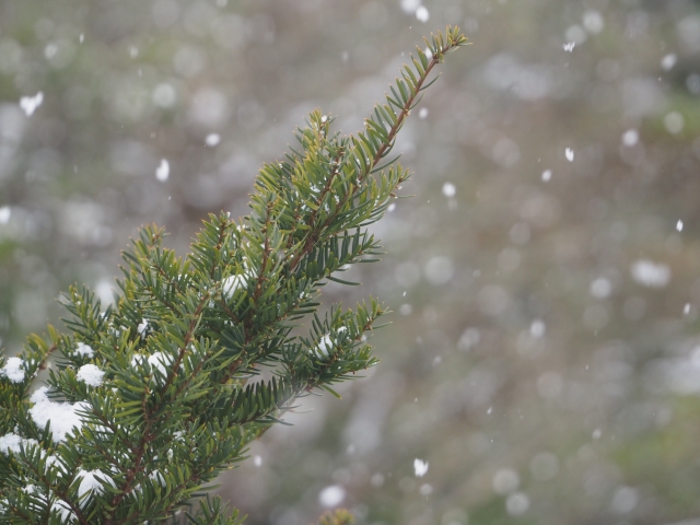 北の暮らし その7　冬を告げる雪虫と、季節の変わり目のケアについて